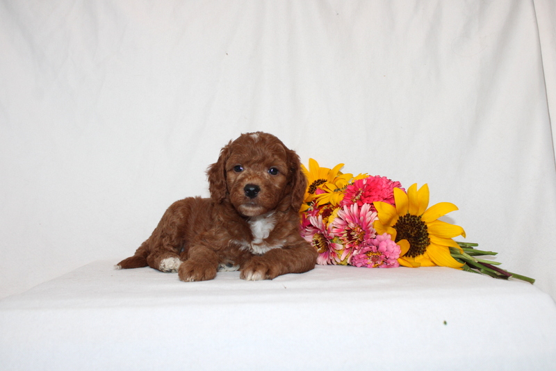 puppy, for, sale, Mini Goldendoodle F1B, Matthew B. Stoltzfus, dog, breeder, Gap, PA, dog-breeder, puppy-for-sale, forsale, nearby, find, puppyfind, locator, puppylocator, aca